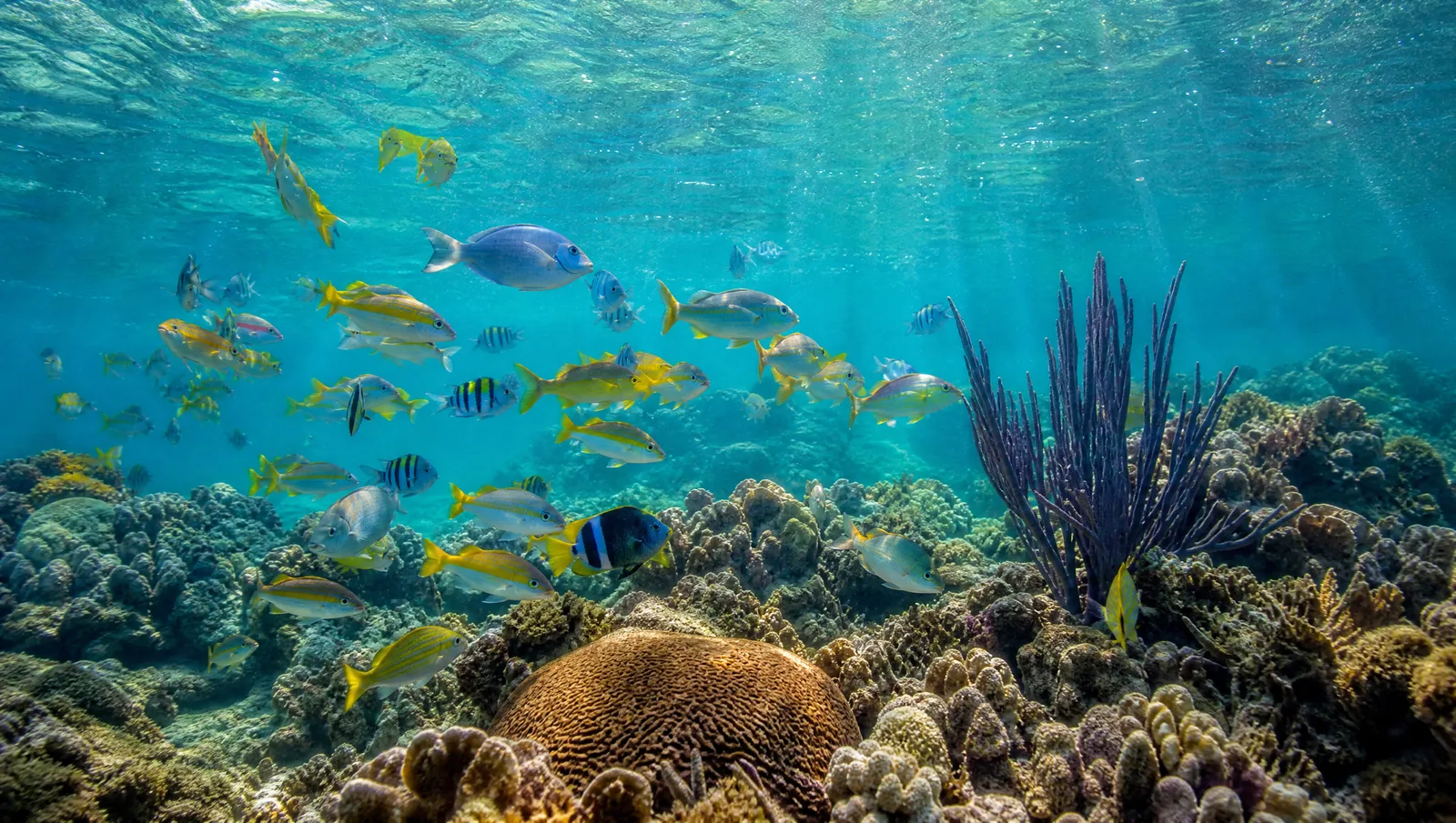 Snorkel entre peces tropicales y arrecifes de coral